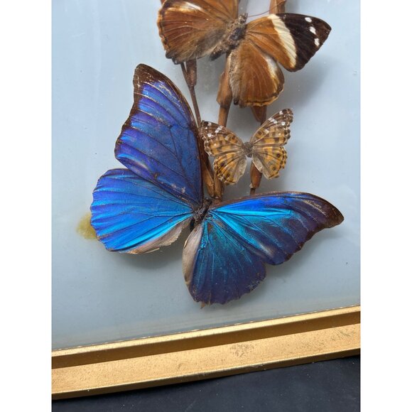 Framed Butterfly Display With Gold Frame & Natural Dried Stalks - Picture 2 of 16